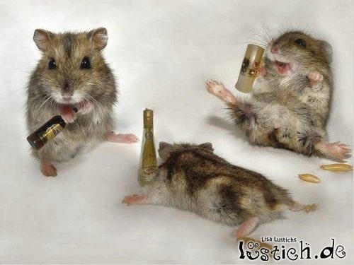 15381-betrunkende-hamster.jpg